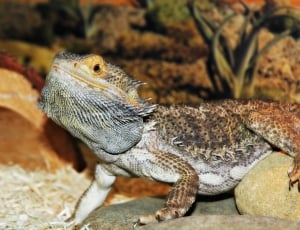 beige and brown pogona thumbnail