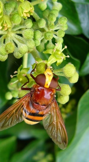 bee ongreen plant thumbnail