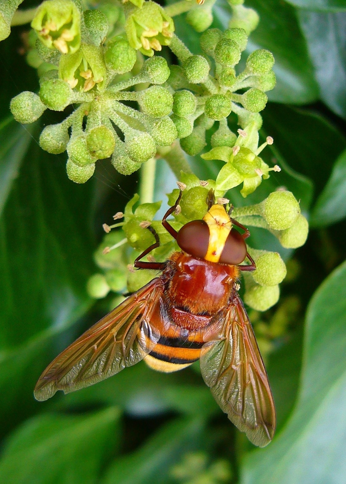 bee ongreen plant
