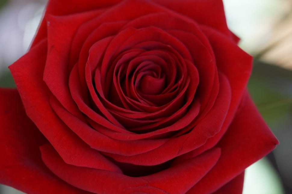 red rose flower preview
