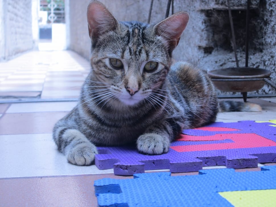 silver tabby cat under ceramic tiles preview