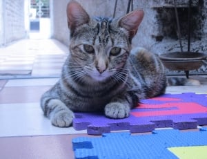 silver tabby cat under ceramic tiles thumbnail