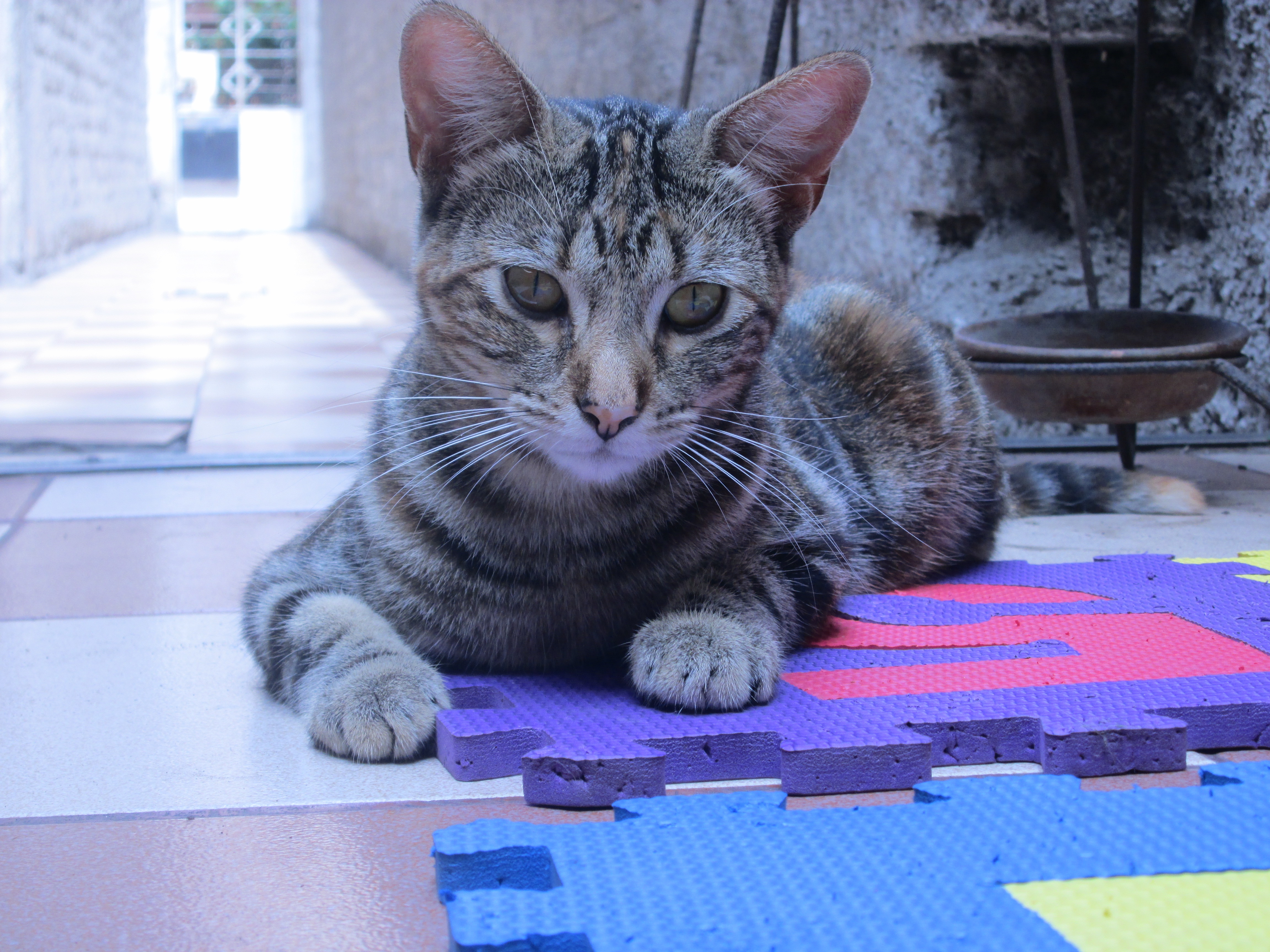 silver tabby cat under ceramic tiles