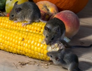 three brown mice; yellow corn thumbnail