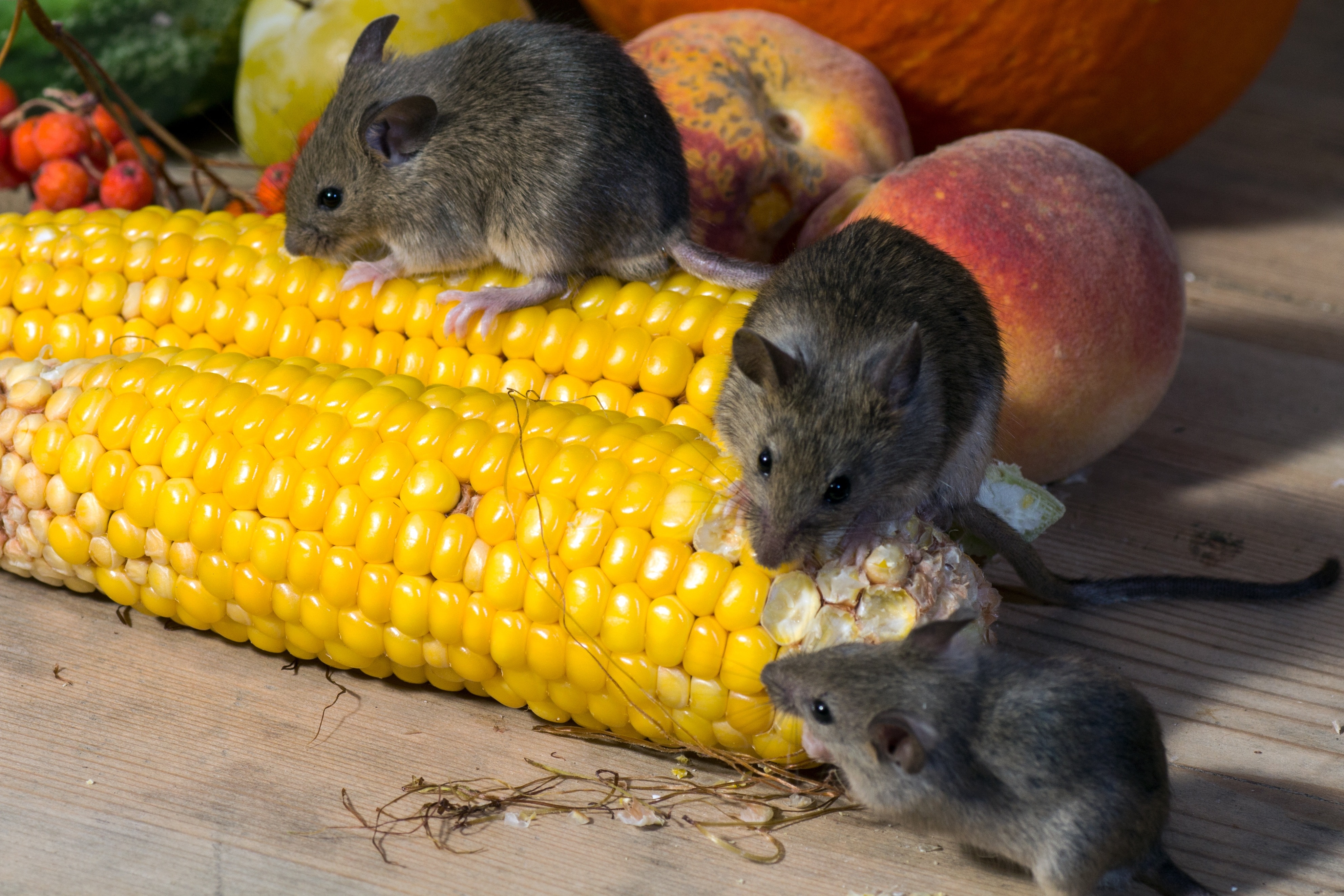 three brown mice; yellow corn