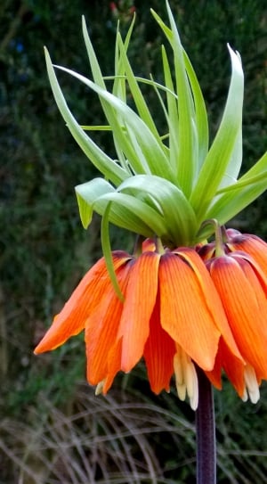 green and orange crown imperial thumbnail