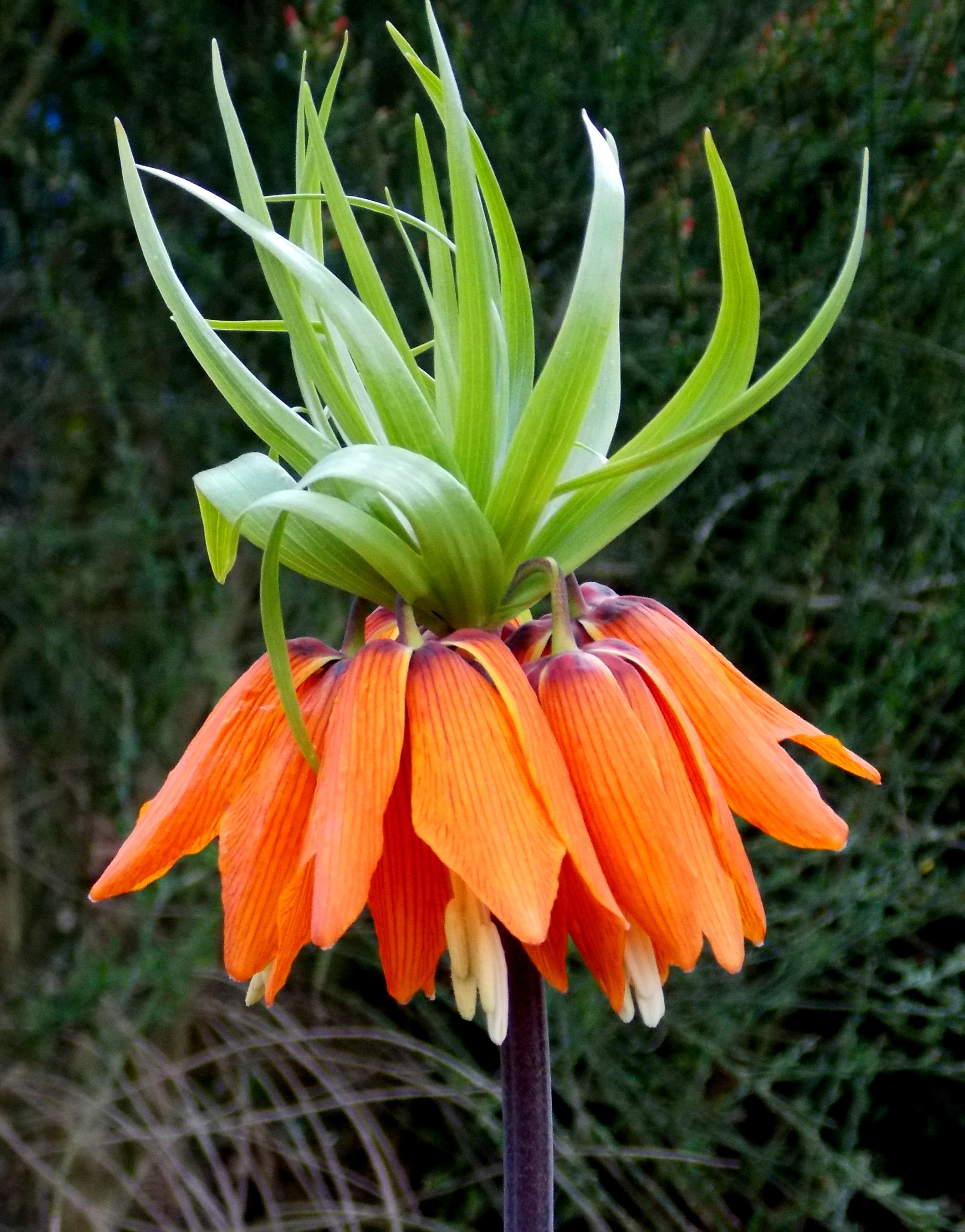 green and orange crown imperial