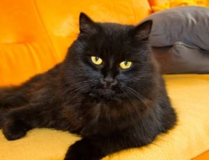 black medium fur cat thumbnail