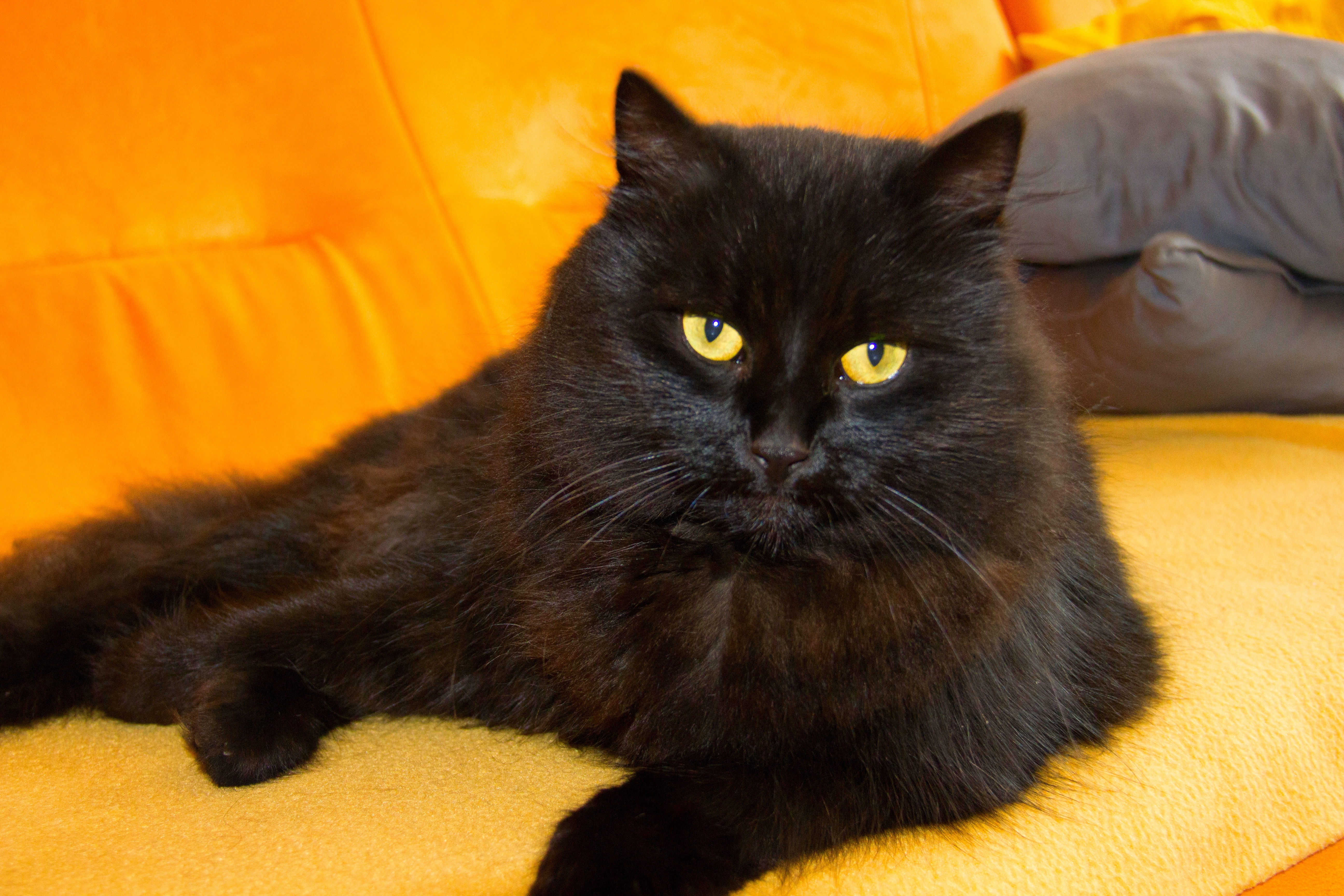 black medium fur cat