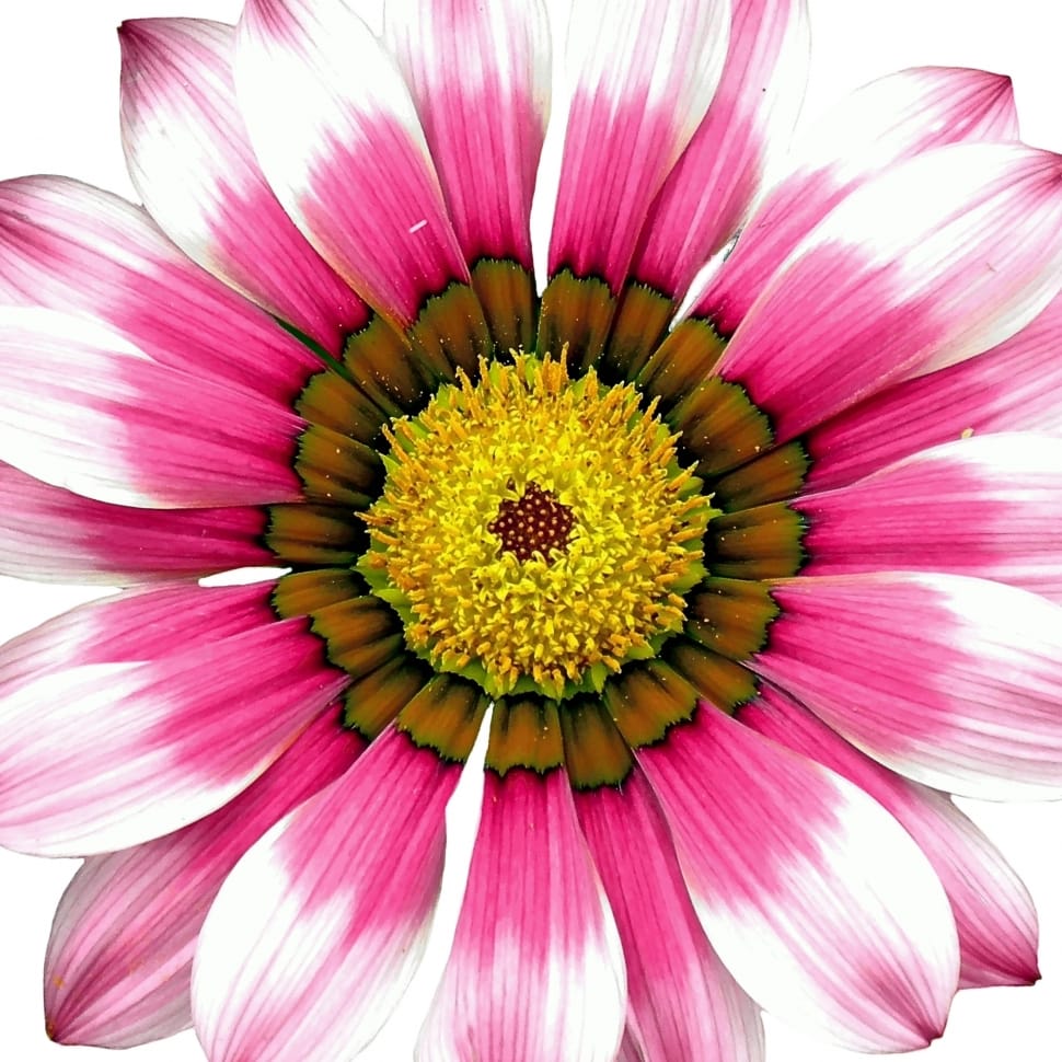 pink and white petaled flower preview