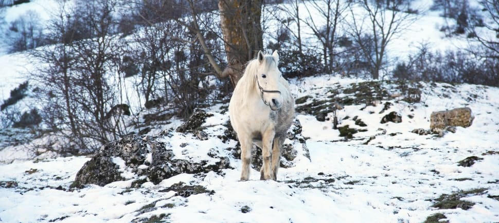 Riding, White, Winter, Horse, Snow, snow, winter preview