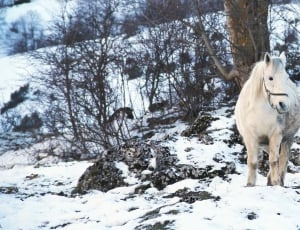 Riding, White, Winter, Horse, Snow, snow, winter thumbnail