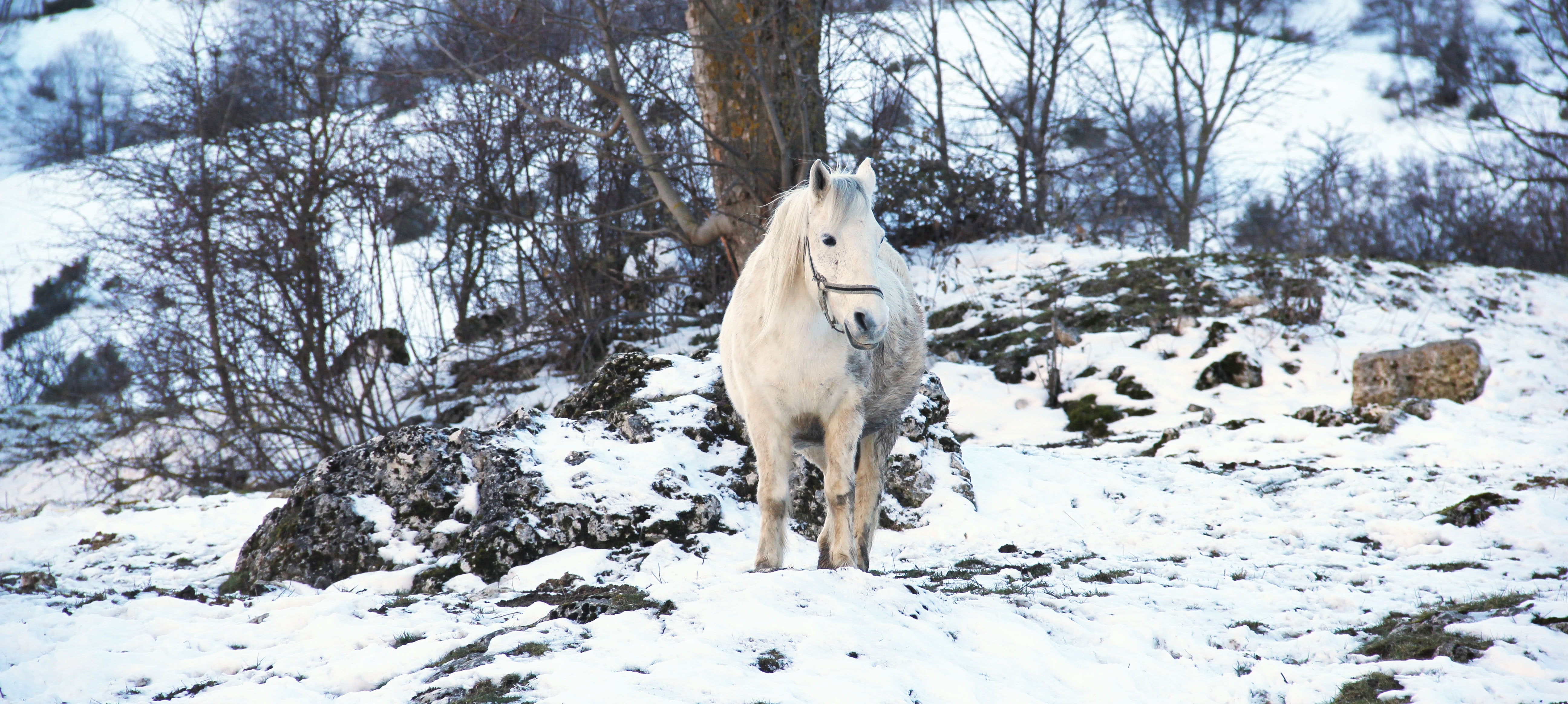 Голодная лошадь. Лошади в снегу. Белая лошадь зимой. Белая лошадь у дерева.