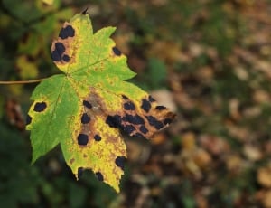green brown maple leaf thumbnail