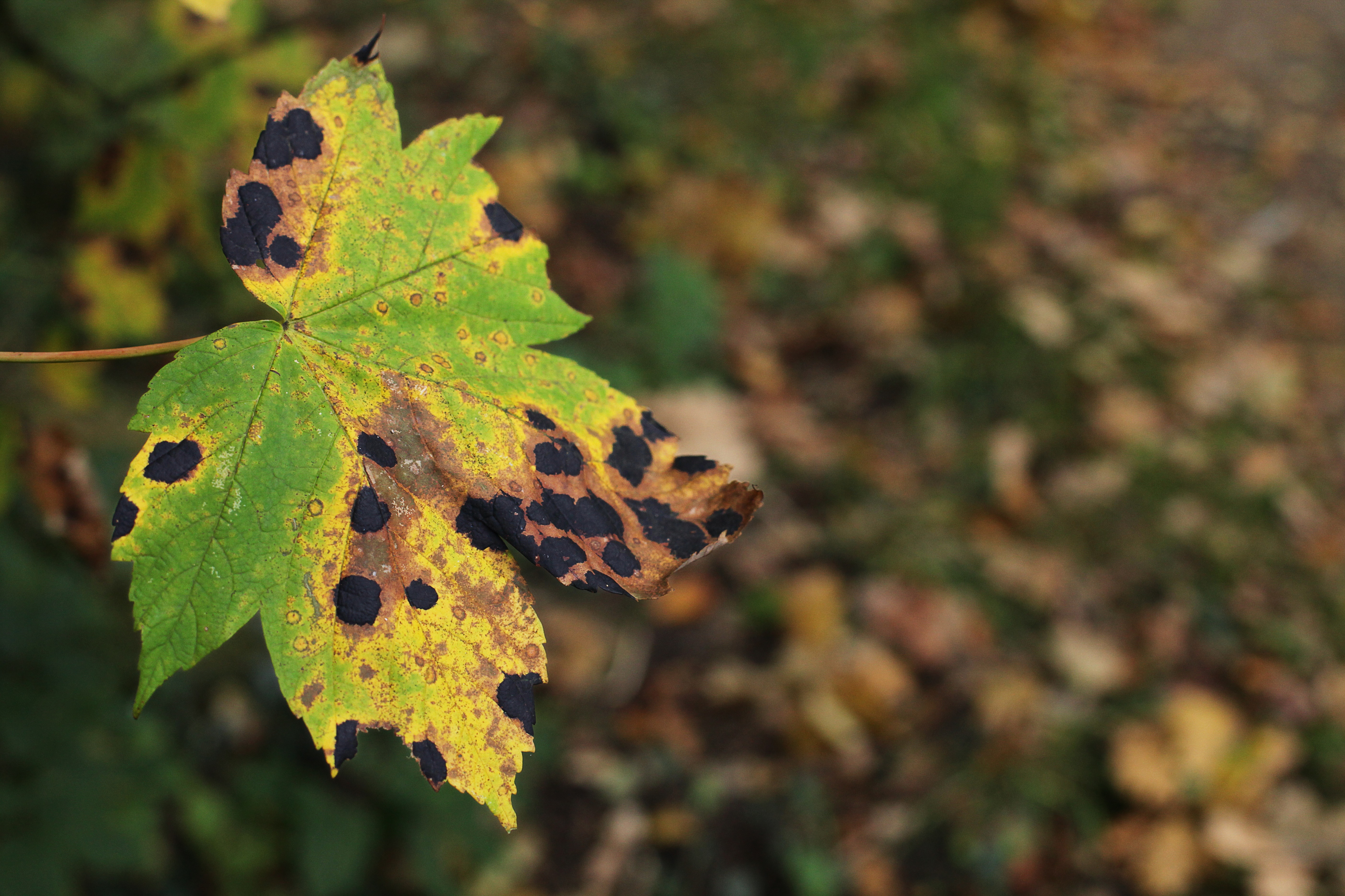 green brown maple leaf