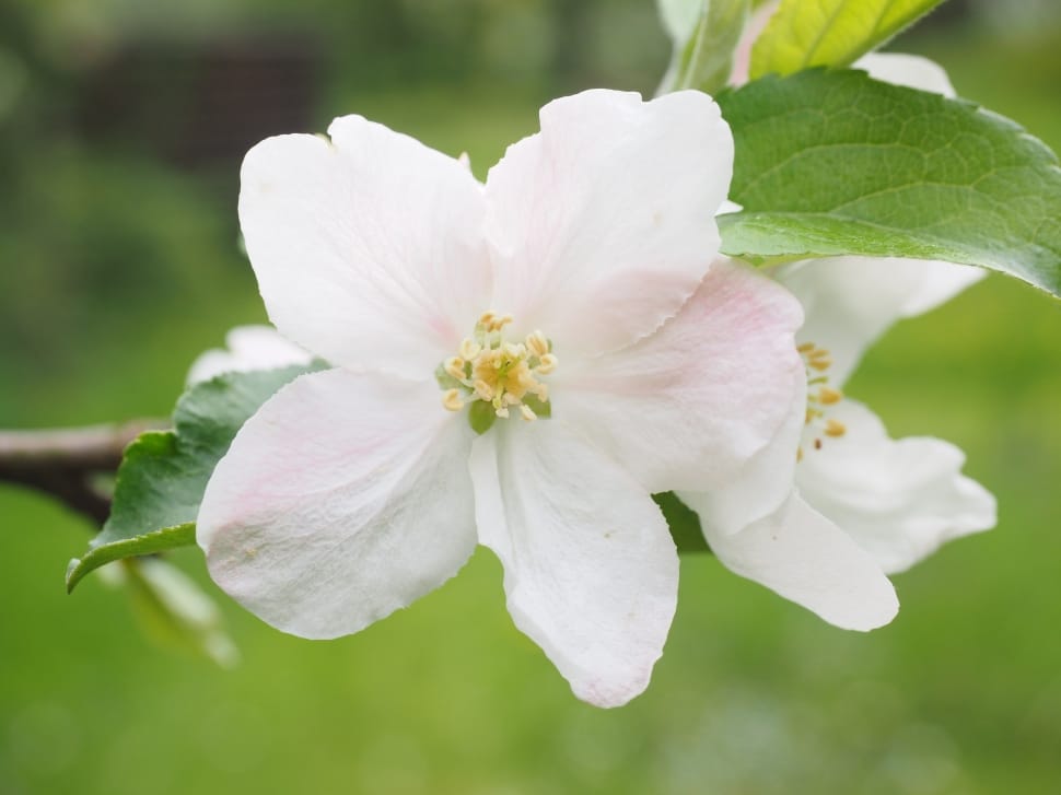Apple Blossom, Bloom, Blossom, flower, white color preview