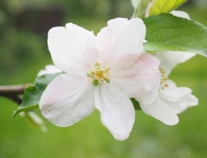 Apple Blossom, Bloom, Blossom, flower, white color thumbnail