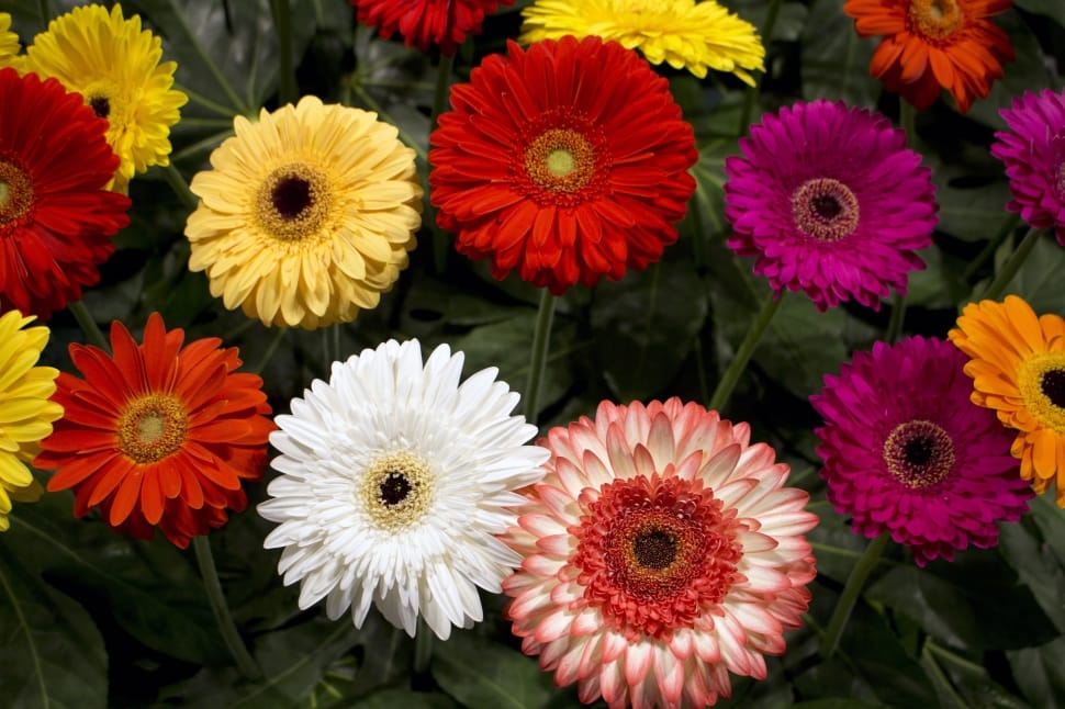 white red and yellow gerberas field preview