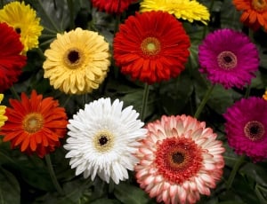white red and yellow gerberas field thumbnail