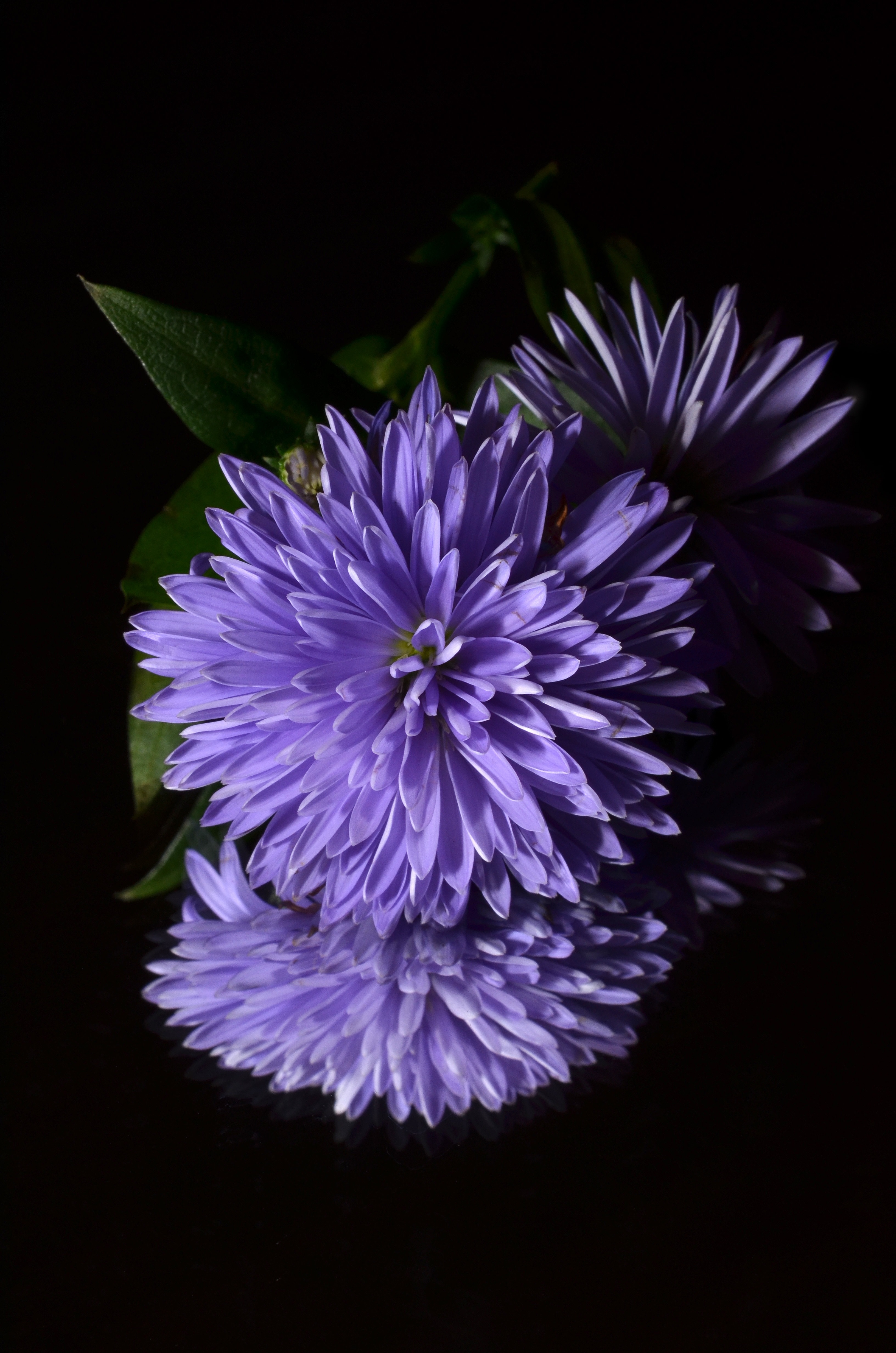 Purple Chrysanthemum Flower Free Image Peakpx
