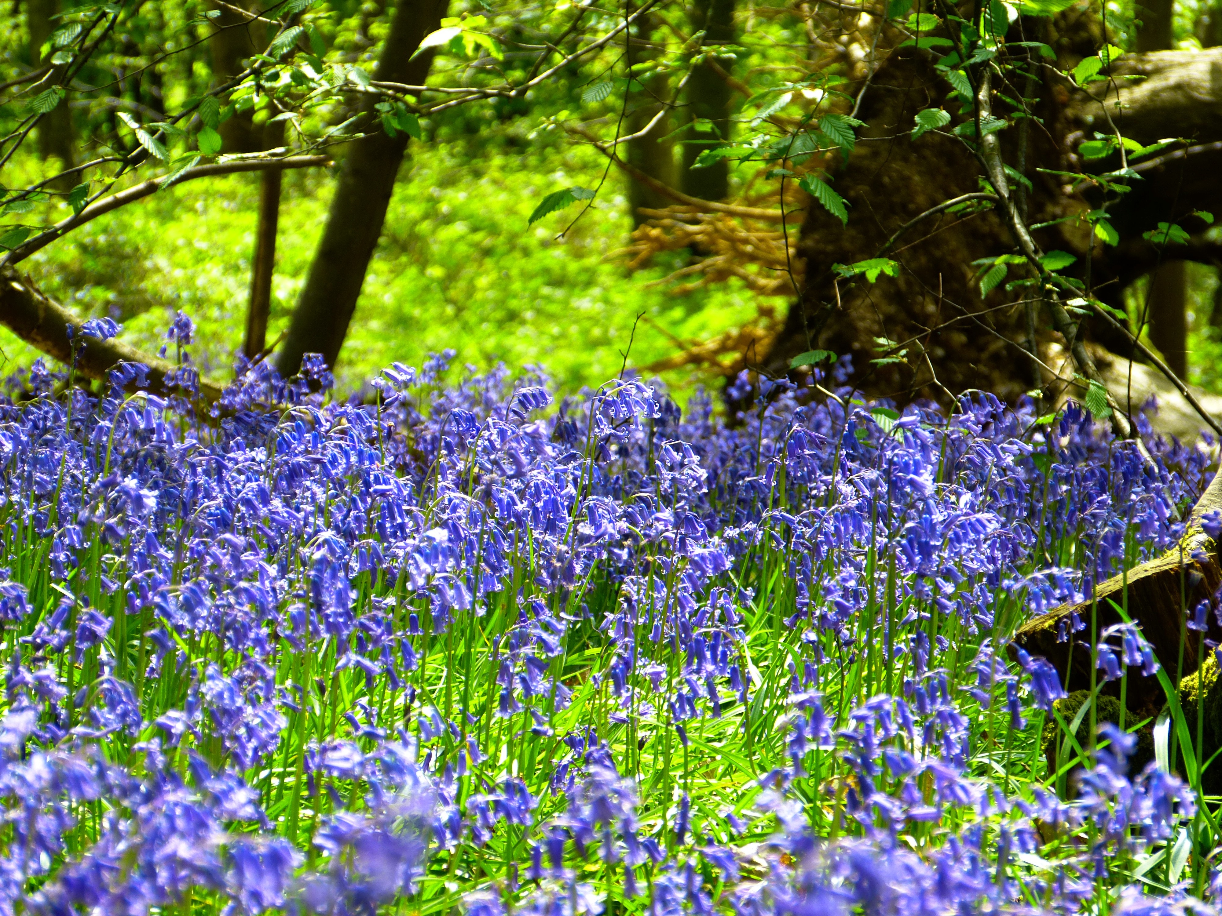 Синий цветок на лугу. Журавинка Лесные цветы. Гиацинтоидес (hyacinthoides) non-scripta Blue. Блюбелл Флори. Синие Лесные цветы.
