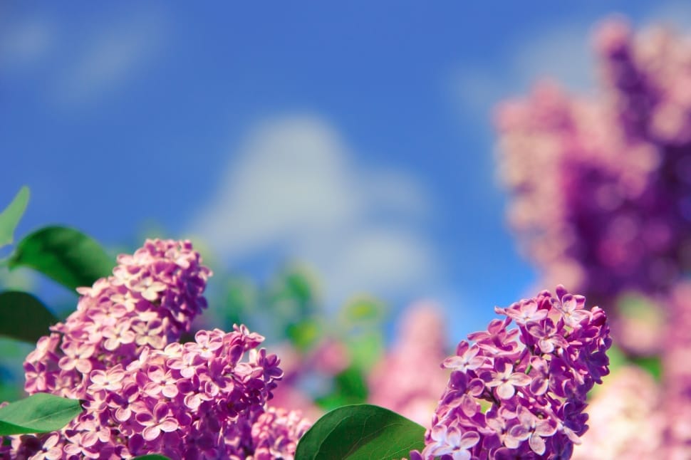 purple cluster petaled flower preview