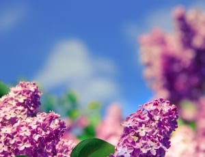 purple cluster petaled flower thumbnail