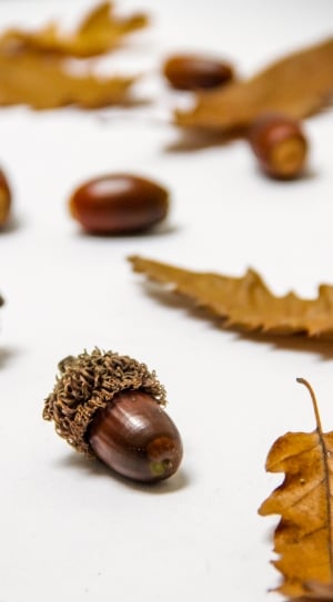 selective focus of acorn near leaves thumbnail