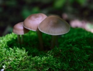 3 brown mushrooms thumbnail