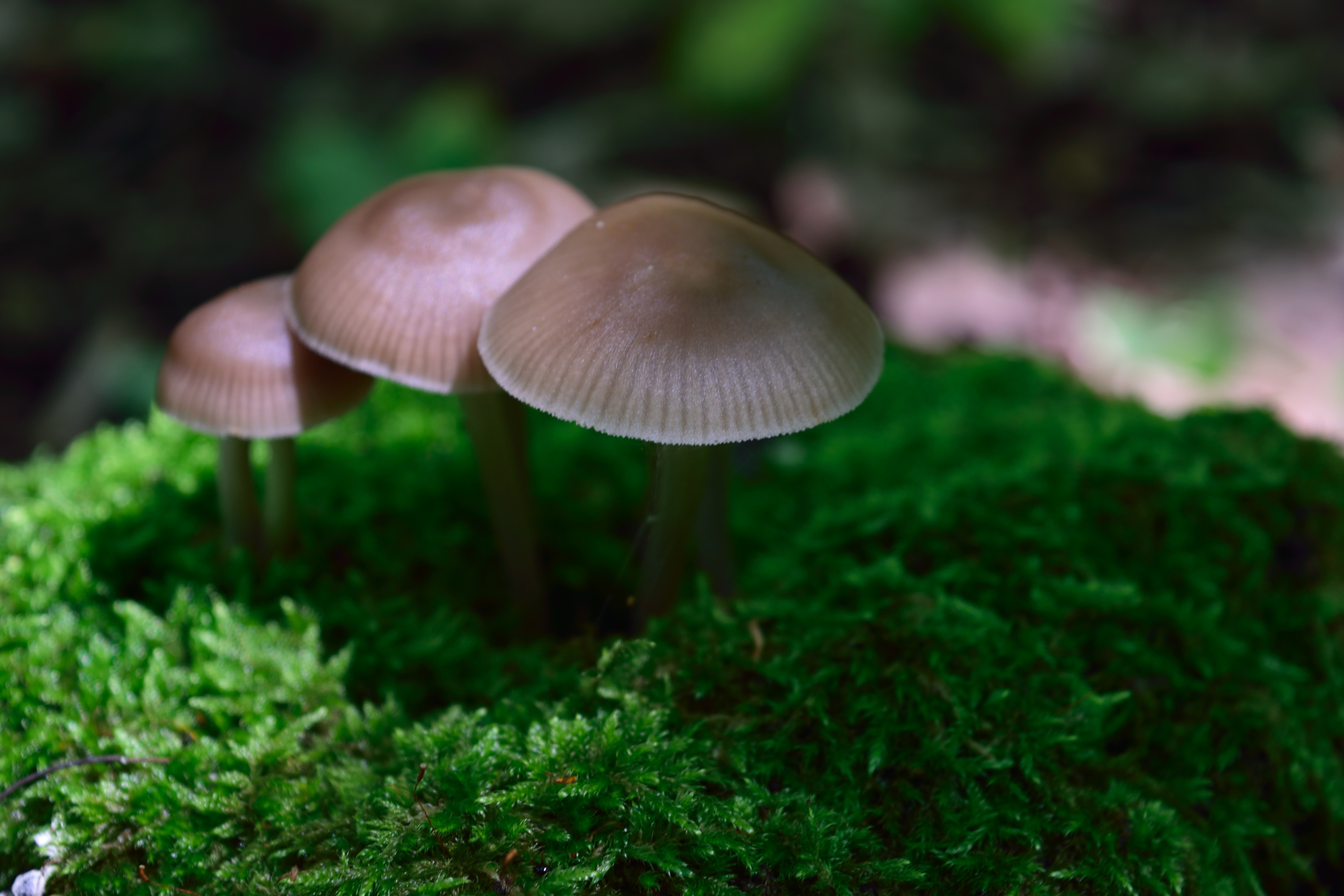 3 brown mushrooms
