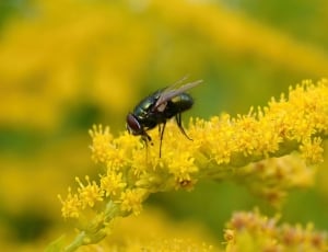 Golden Rod, Goldfliege, Gold, Fly, one animal, insect thumbnail