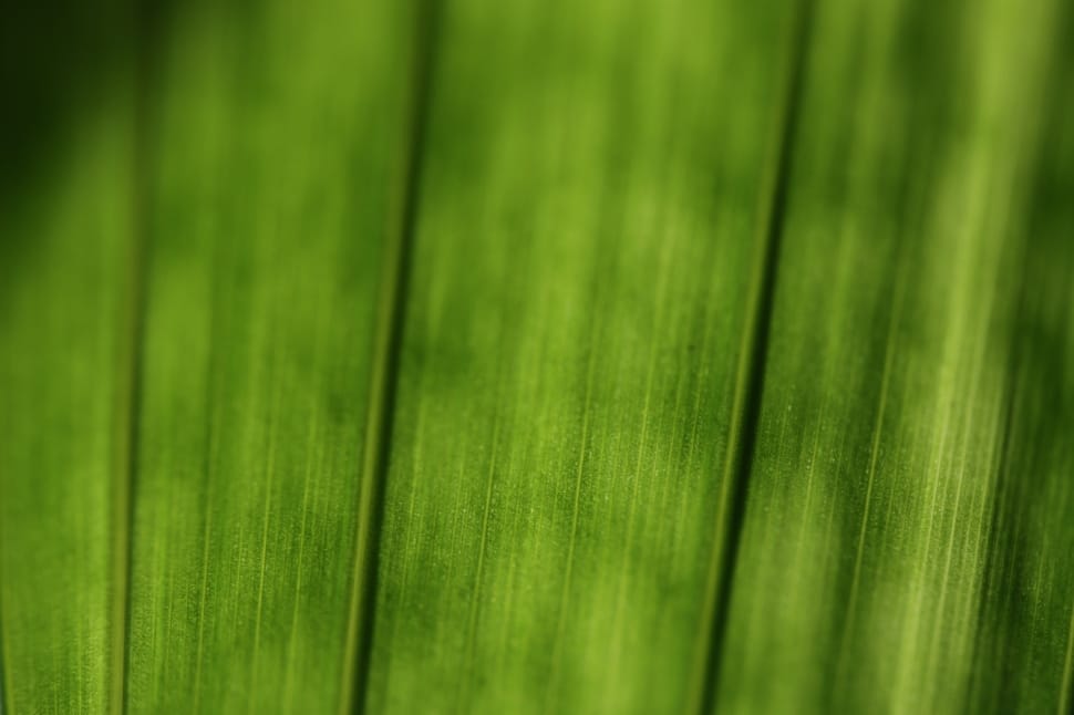 Plant, Leaf, Structure, Macro, Green, green color, nature preview