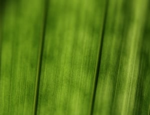 Plant, Leaf, Structure, Macro, Green, green color, nature thumbnail