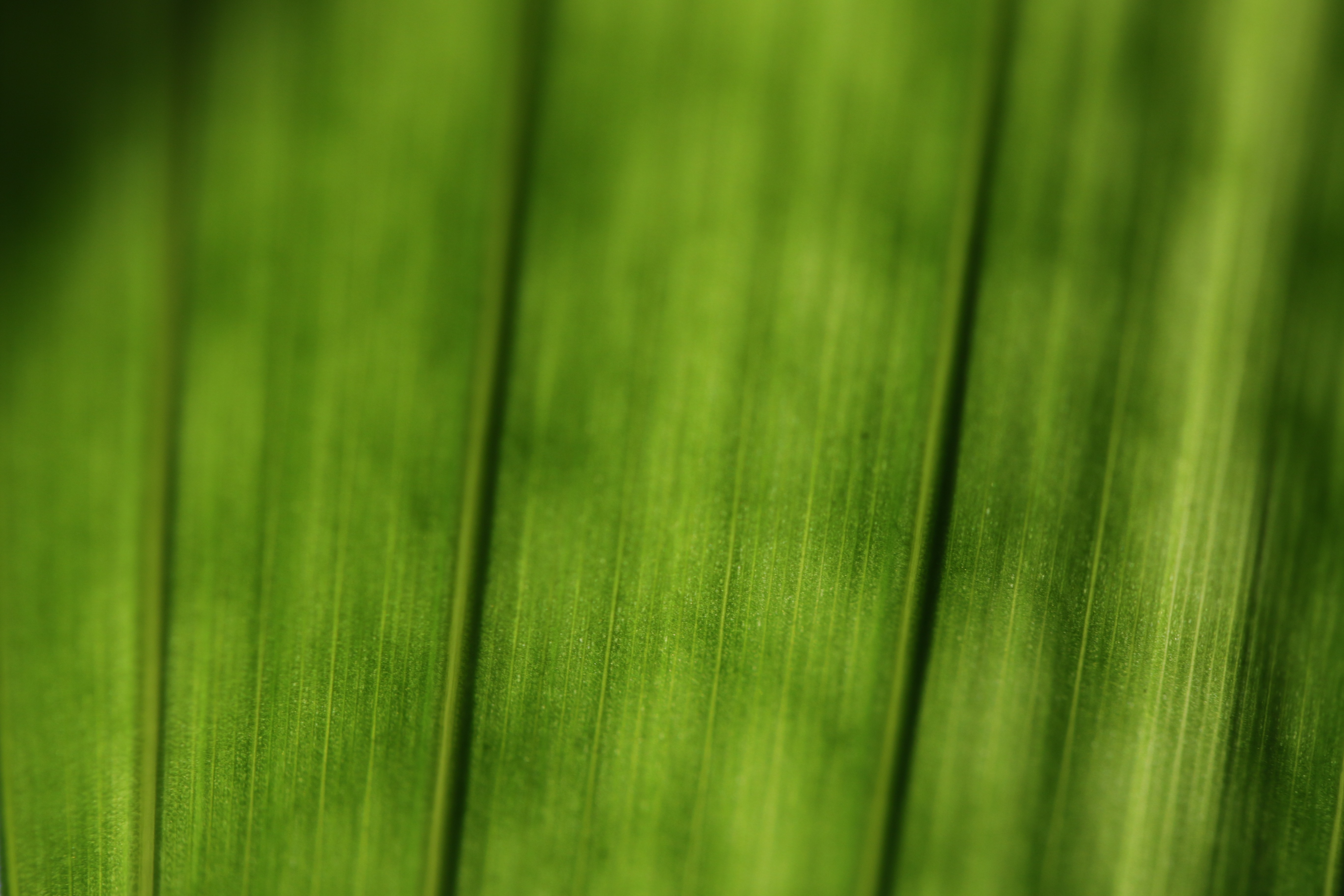 Plant, Leaf, Structure, Macro, Green, green color, nature