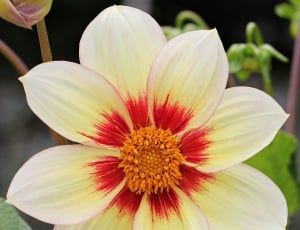 white and red flower thumbnail