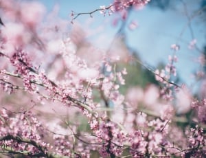 cherry blossom thumbnail