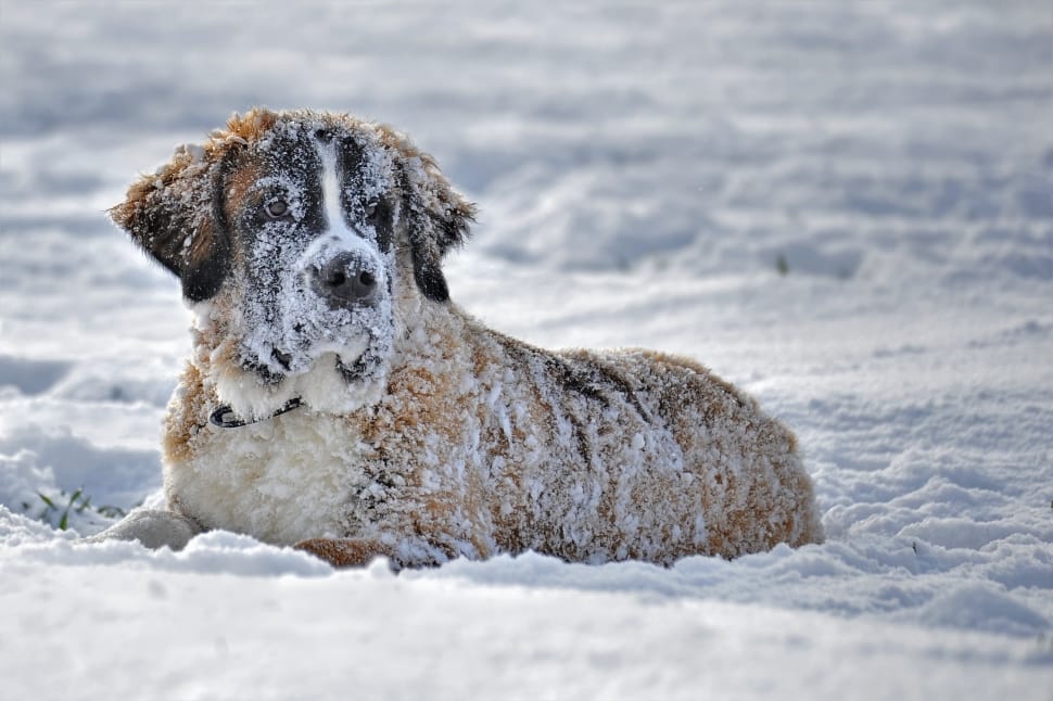 tri-color beagle on snow preview