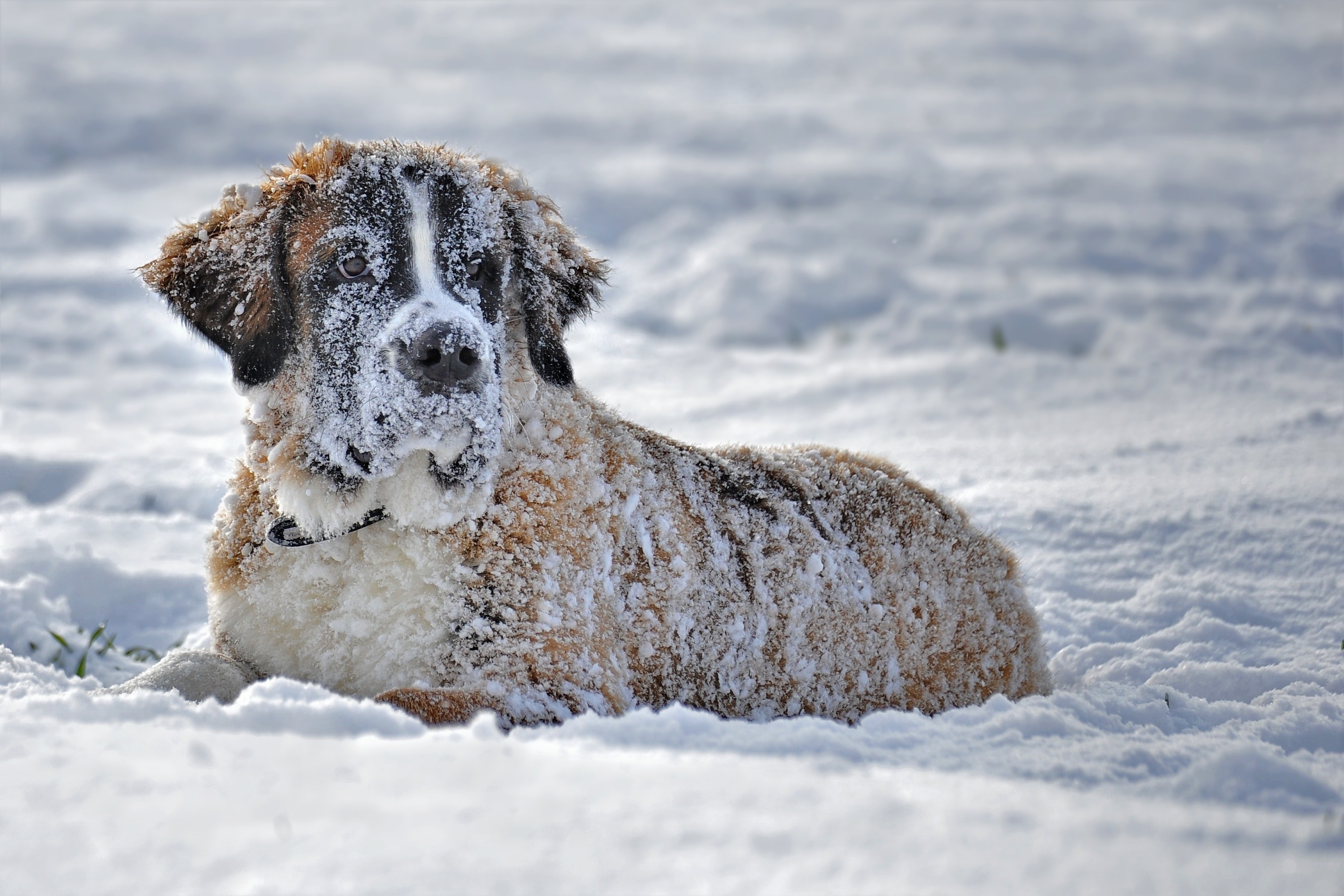 tri-color beagle on snow