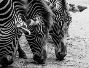 grayscale photo of three zebra thumbnail
