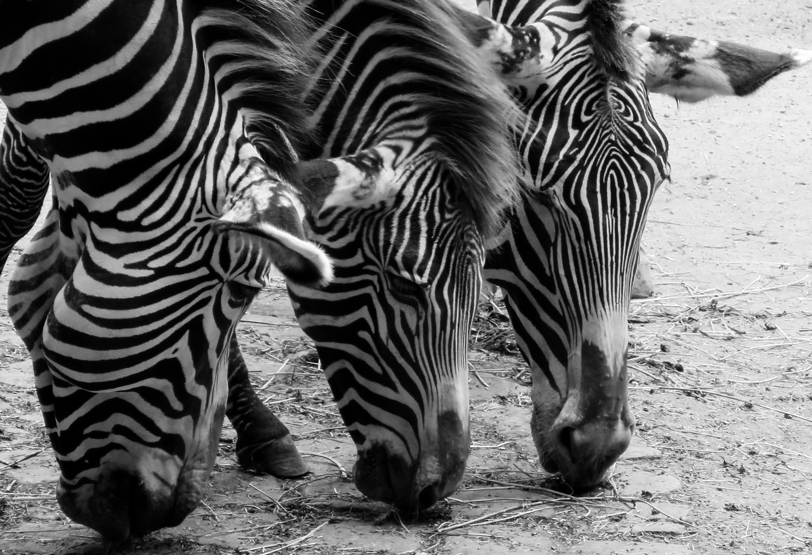 grayscale photo of three zebra