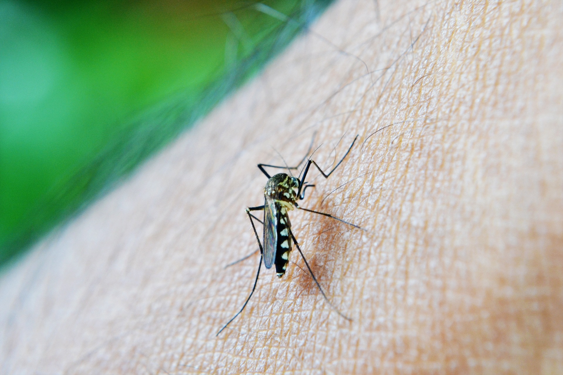 Mosquito, Decease, Malaria, Bite, Dengue, animal themes, one animal