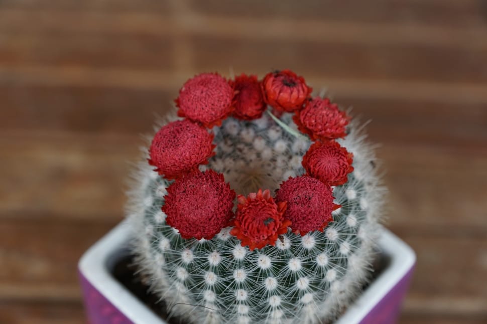 red and white cactus preview
