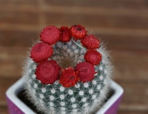 red and white cactus thumbnail