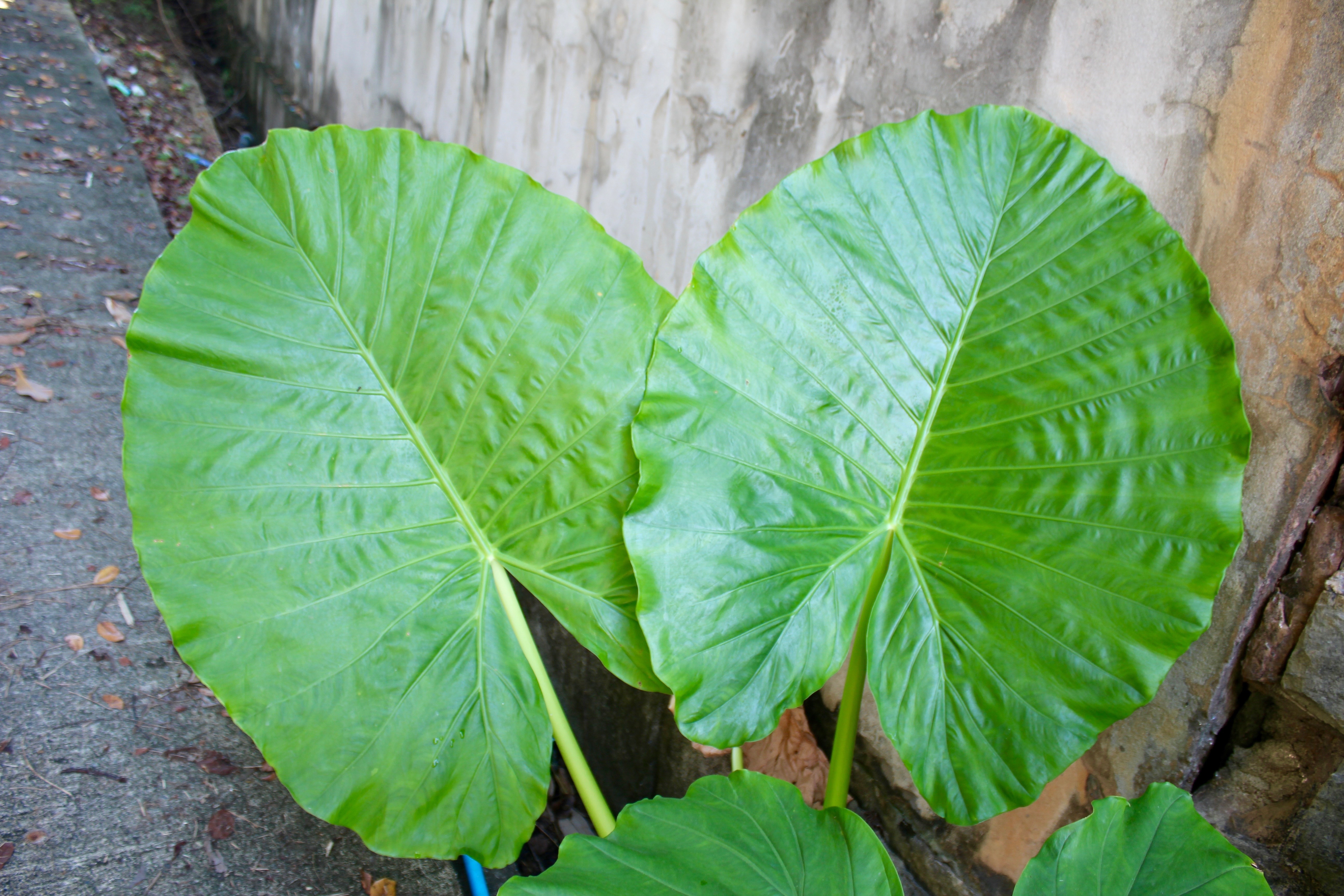 Leaf, Exotic, Palm Tree, Palm, Frond, leaf, green color