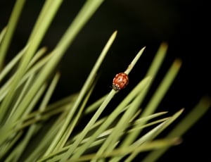 ladybug thumbnail