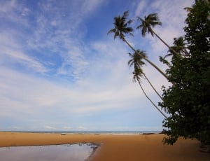 palm trees, tree near shoreline thumbnail