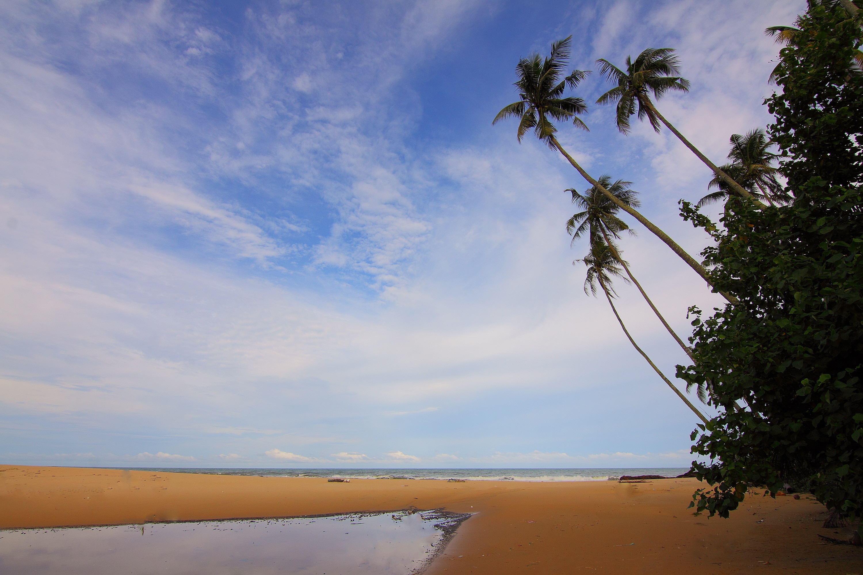 palm trees, tree near shoreline