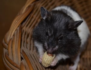 black and white hamster thumbnail