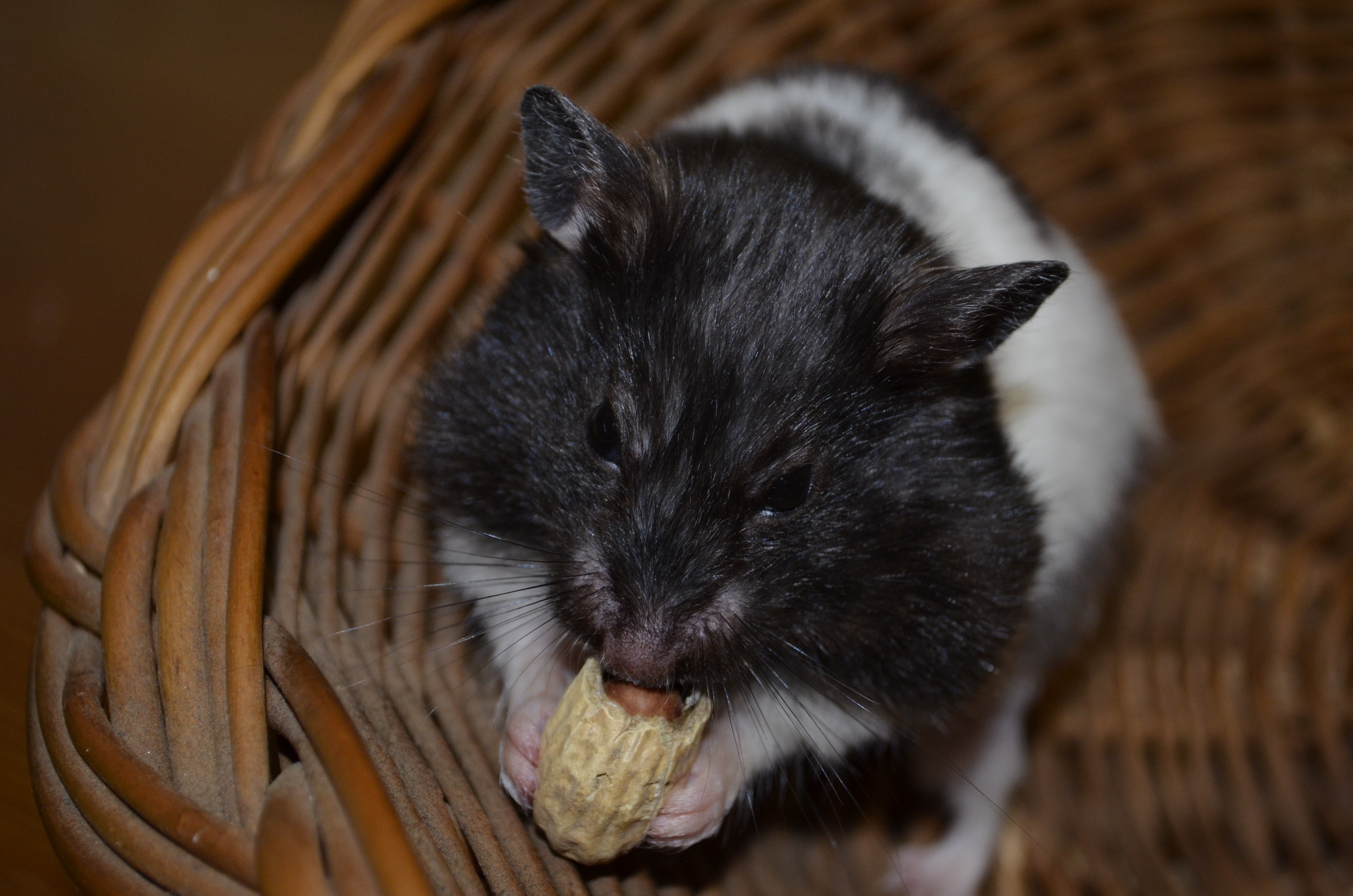 Мышь с едой