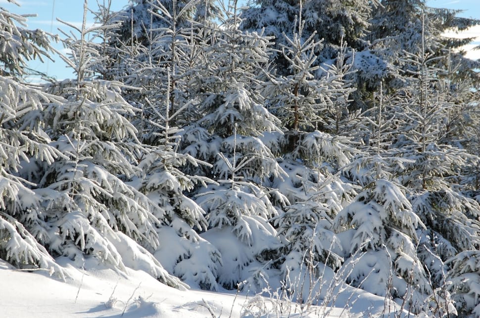trees covered in snow preview